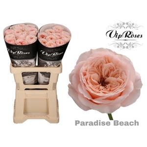 R KL PARADISE BEACH x20