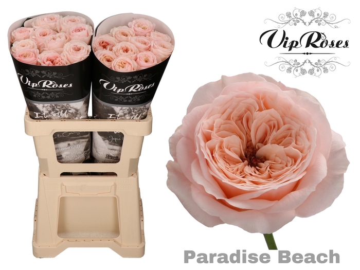 <h4>R Kl Paradise Beach X20</h4>