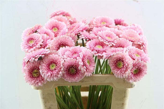 <h4>Ge Mi Pom Tracy</h4>