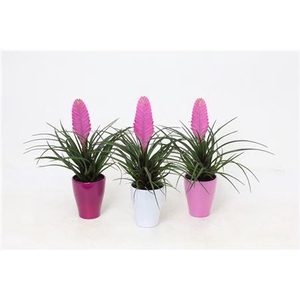 Tillandsia In Carly Keramiek