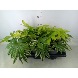 Fatsia japonica 'Variegata'
