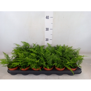 Athyrium   ...