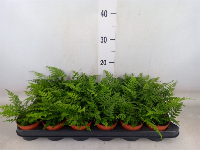 <h4>Athyrium   ...</h4>