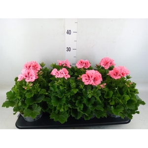 Pelargonium gran.   ..