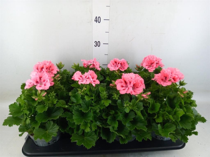 <h4>Pelargonium gran.   ..</h4>