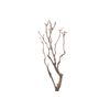 Syringa Branch Extra Kuhlmann