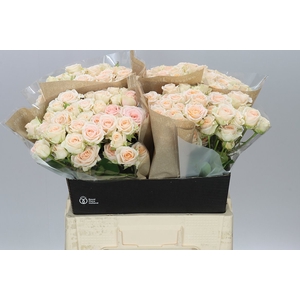 Rosa Tr Morning Star