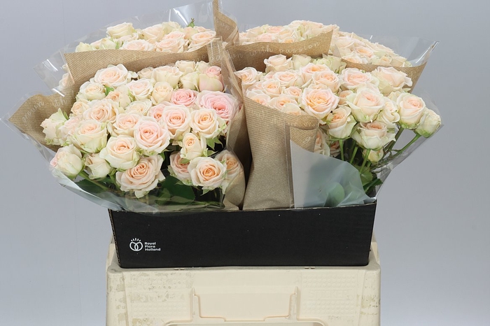 <h4>Rosa Tr Morning Star</h4>