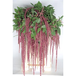 AMAR CA RED CORD