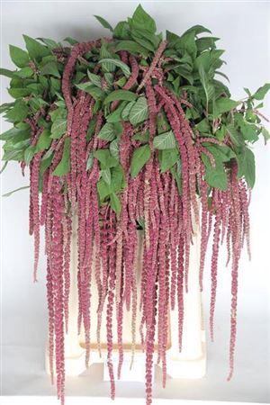 <h4>AMAR CA RED CORD</h4>