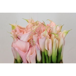 Zantedeschia Eydolls Salmon