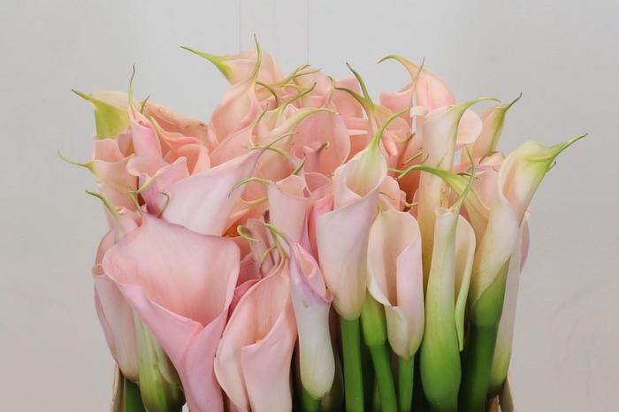 Zantedeschia Eydolls Salmon