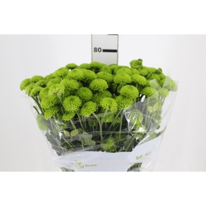 CRISANTEMO SANTINI KIWI GREEN 080 CM
