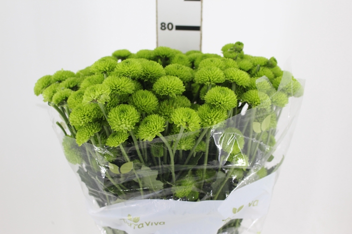 <h4>CRISANTEMO SANTINI KIWI GREEN 080 CM</h4>