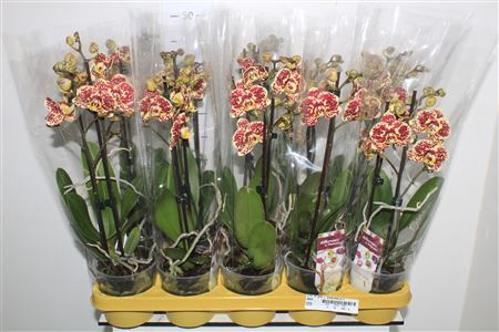 <h4>Phal Ov Geel 2 Branches 22+</h4>