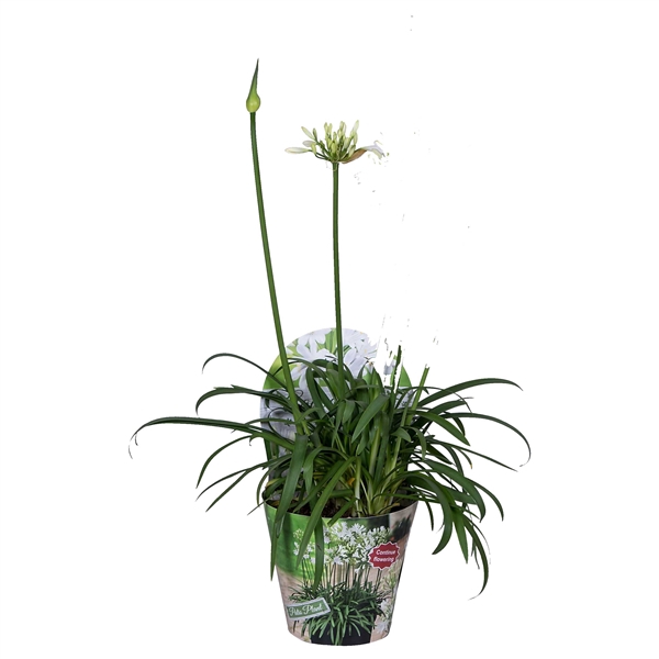 <h4>Nolina Agapanthus Ø 17 cm. Summer LoveTM White</h4>