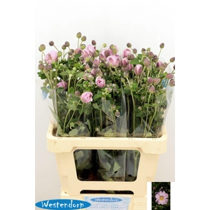 Anemone Ov Pink 60cm