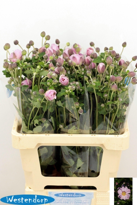 Anemone Ov Pink 60cm