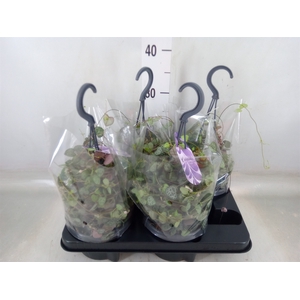 Ceropegia woodii ssp. woodii