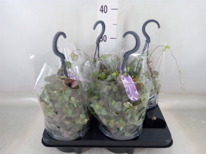 <h4>Ceropegia woodii ssp. woodii</h4>