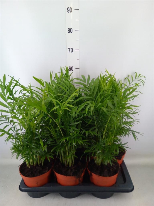 <h4>Chamaedorea elegans</h4>