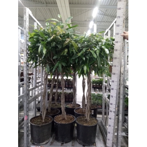 Ficus binn. 'Amstel King'