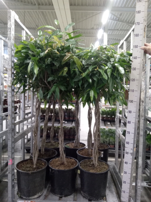 <h4>Ficus binn. 'Amstel King'</h4>