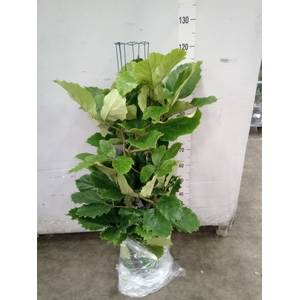 Tetrastigma voinierianum