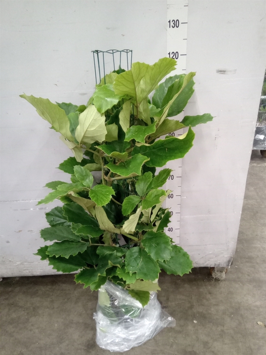 <h4>Tetrastigma voinierianum</h4>