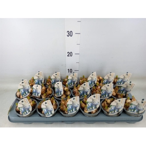 Muscari  'Mountain Lady'