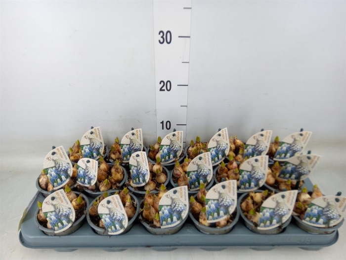 <h4>Muscari  'Mountain Lady'</h4>