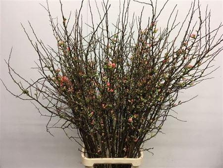 <h4>Chaenomeles Superba</h4>