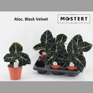 ALOC BLACK VELVET
