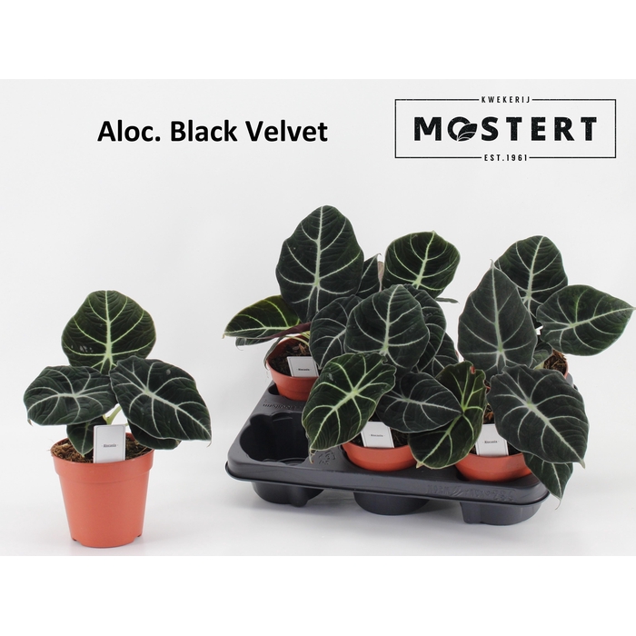 <h4>ALOC BLACK VELVET</h4>