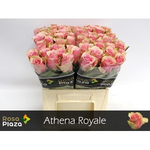 R GR ATHENA ROYALE