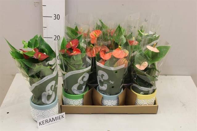 <h4>ANTHU AN GEM 4 KL</h4>