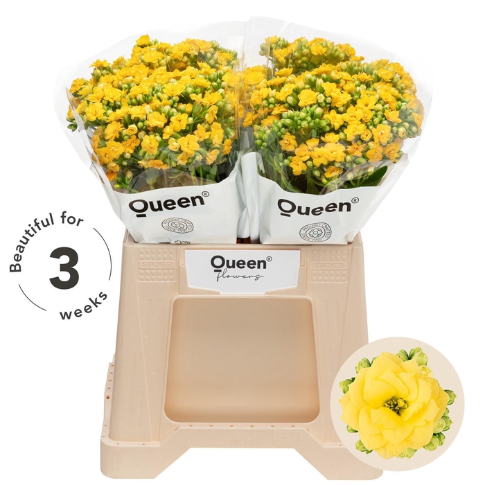 <h4>Kalanchoe 'Blazing Yellow'</h4>