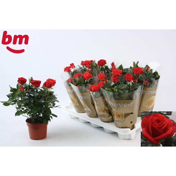 <h4>RO RED B MONDE</h4>
