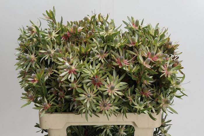 Leucadendron Ayoba Star Pearl