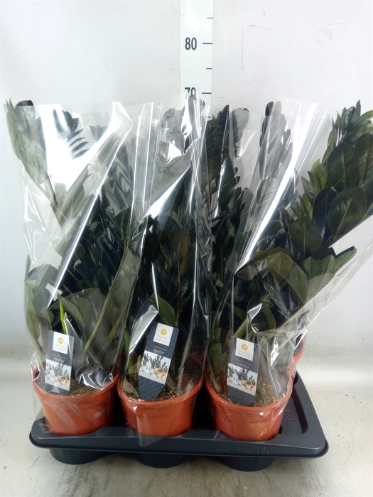 <h4>Zamioculcas zamiifolia 'Dowon'</h4>