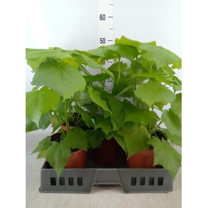 Sparrmannia africana