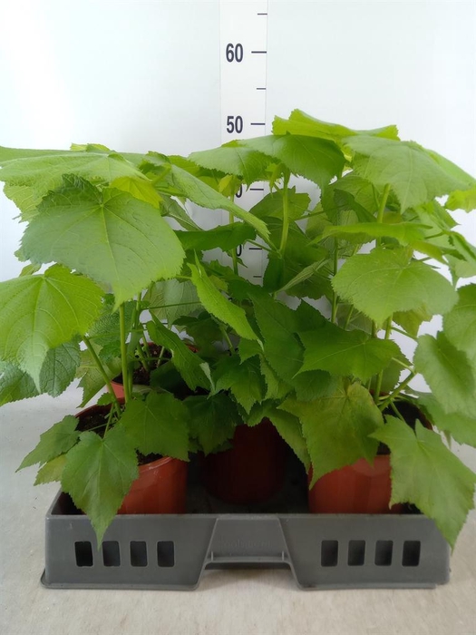 <h4>Sparrmannia africana</h4>