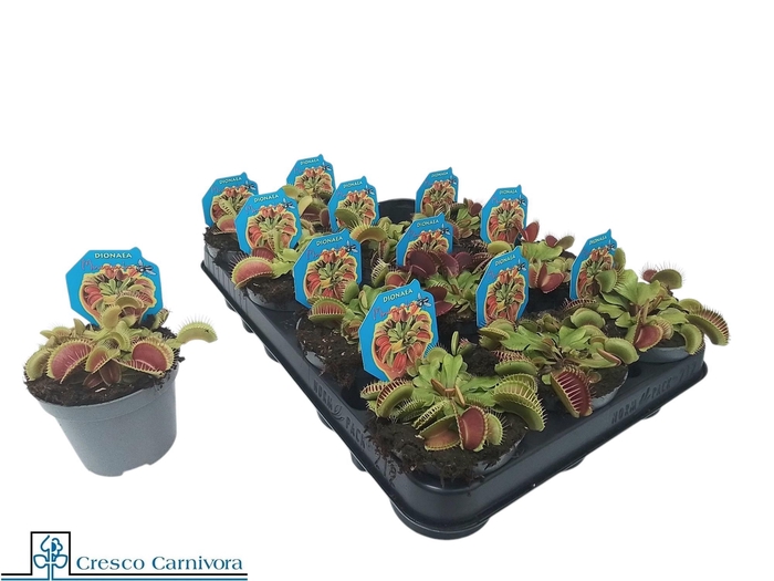<h4>DIONAEA MUSCIPULA</h4>