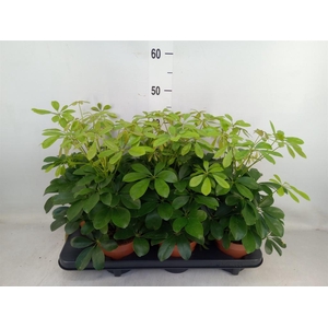 Schefflera arbor. 'Nora'