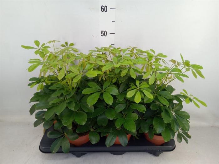 <h4>Schefflera arbor. 'Nora'</h4>