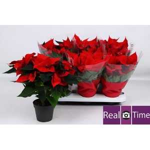 Euphorbia (Poinsettia) Christmas Eve 14Ø 35cm 6fl
