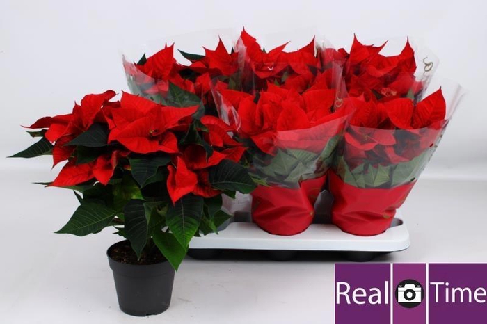 Euphorbia (Poinsettia) Christmas Eve 14Ø 35cm 6fl