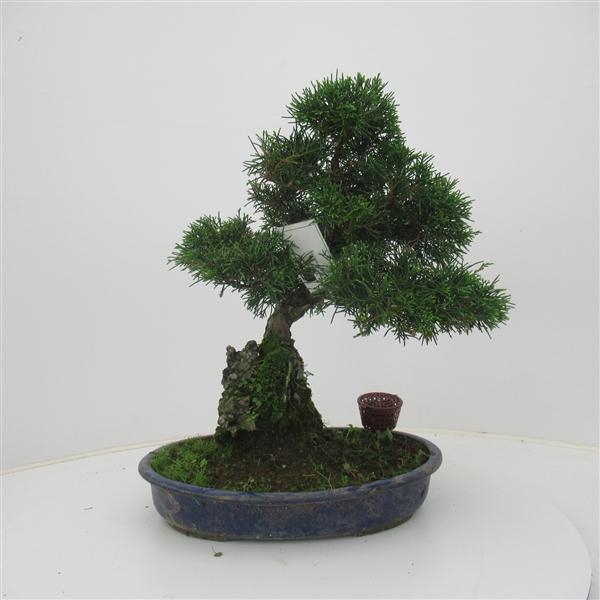 <h4>Juniperus chinensis, 28 cm., height 50 cm. (single item)</h4>