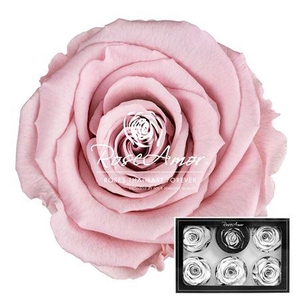 Xl Pin04