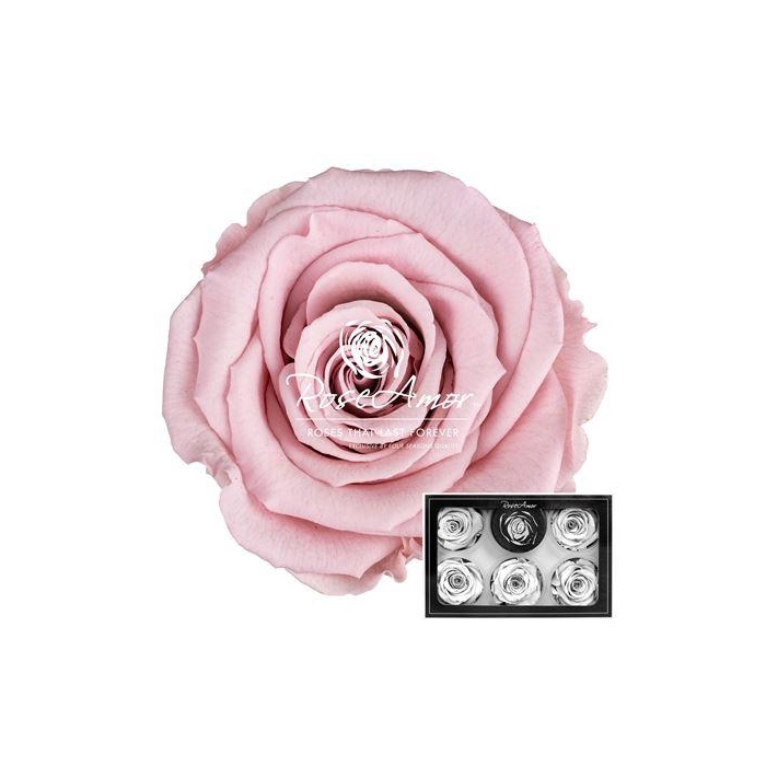 <h4>Xl Pin04</h4>